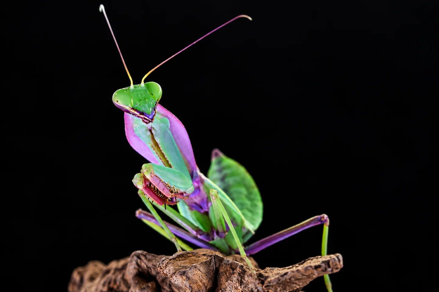 Rhombodera