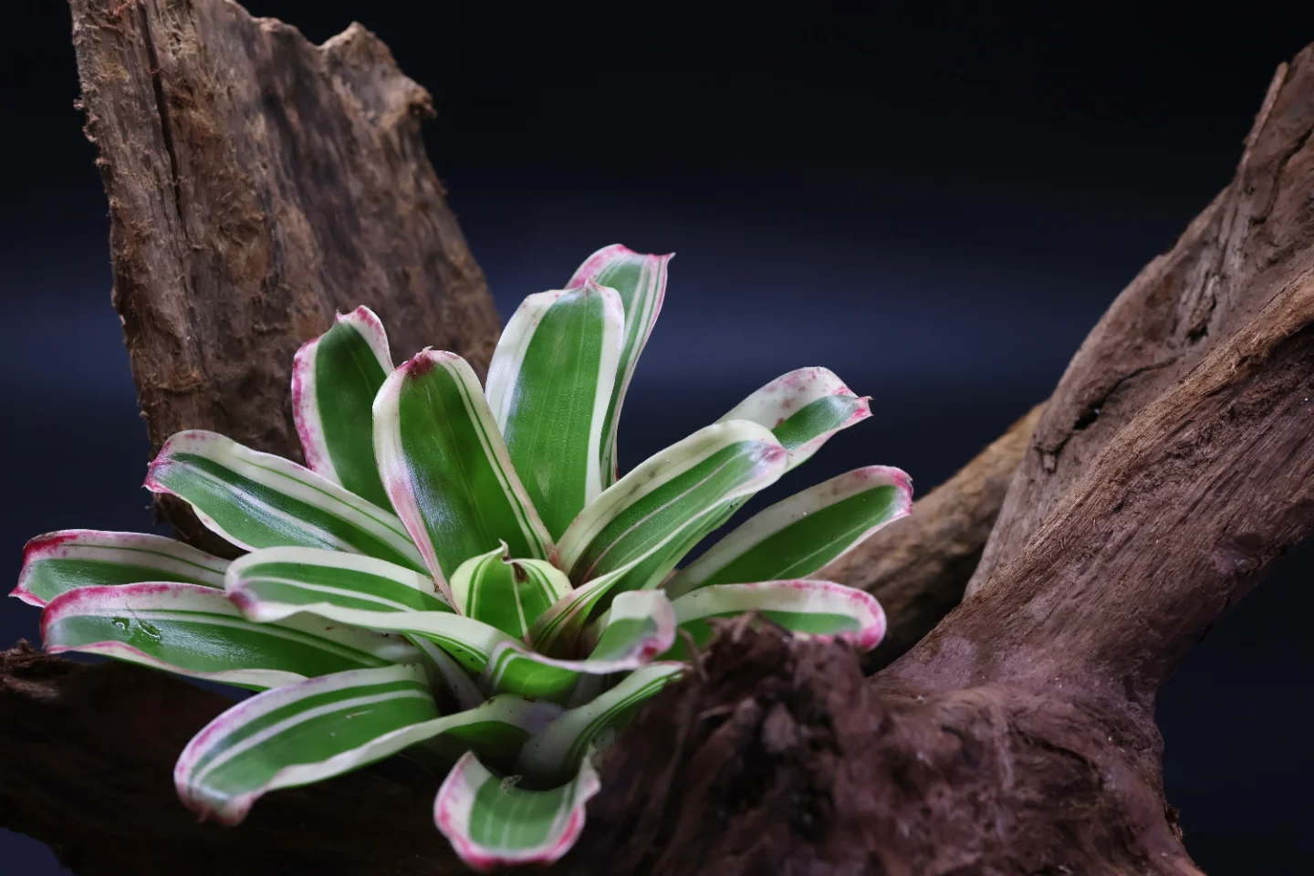 Neoregelia variegata