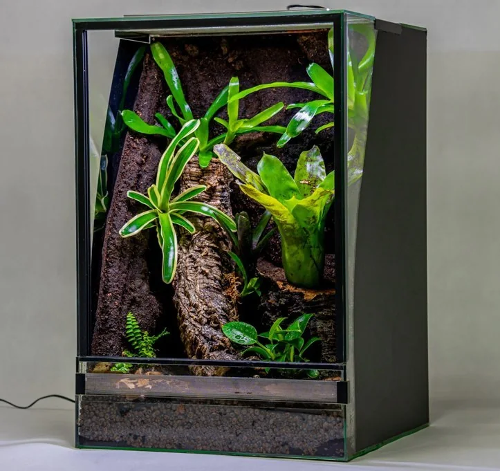 Terrarium tropikalne z roślinami i strukturalnym tłem